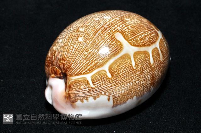泛紅地圖寶螺藏品圖，第6張