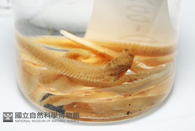 新種雄顎平馬陸藏品圖，第6張