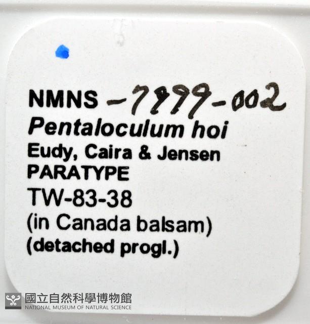 新種葉槽絛蟲藏品圖，第6張