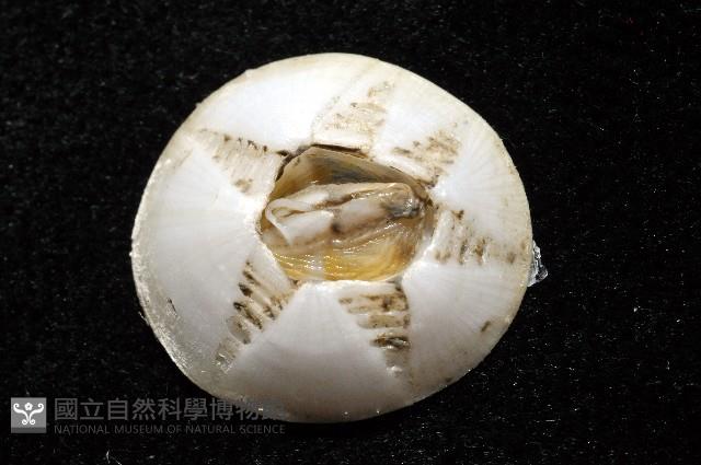 龜藤壺藏品圖，第6張