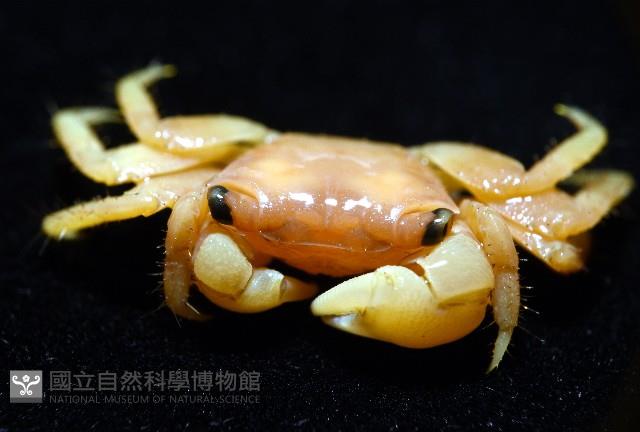 珊瑚擬相手蟹藏品圖，第6張