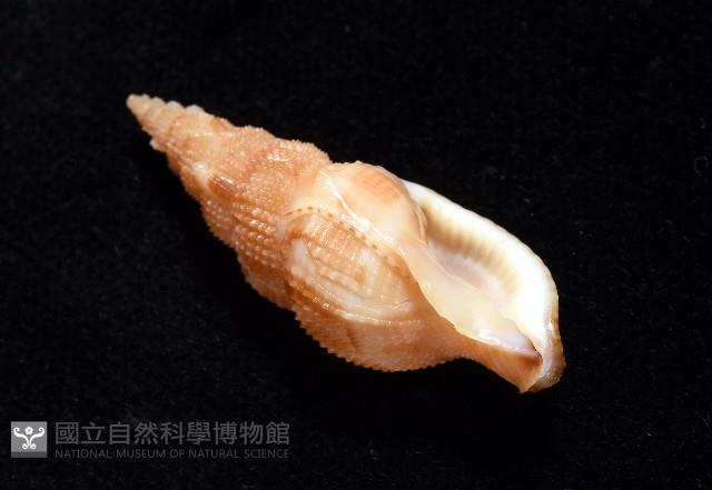 細鋸布紋螺藏品圖，第6張