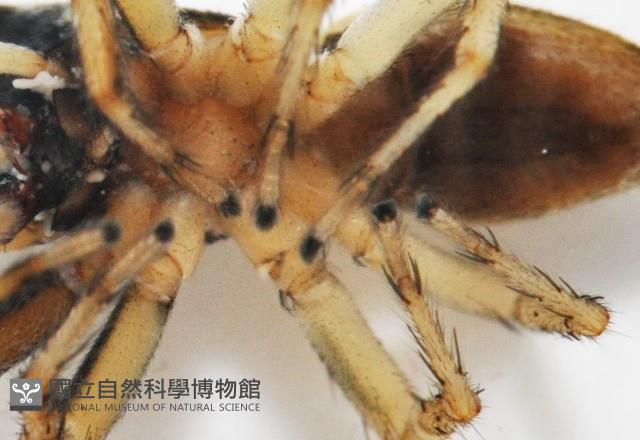 多色金毛蛛藏品圖，第6張