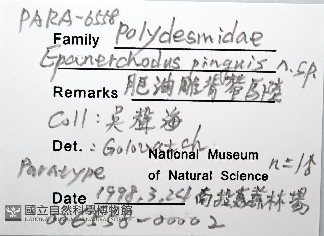 肥油雕背帶馬陸藏品圖，第6張