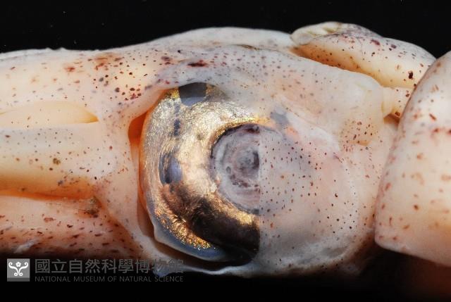 深海玻璃魷魚藏品圖，第6張