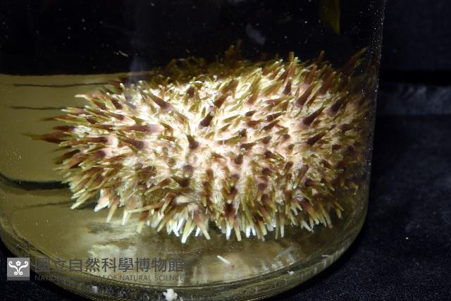 蒼白球海膽藏品圖，第6張