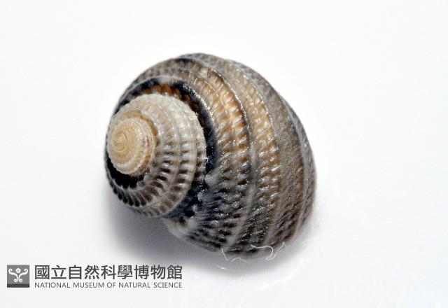 琉金雕鐘螺藏品圖，第6張