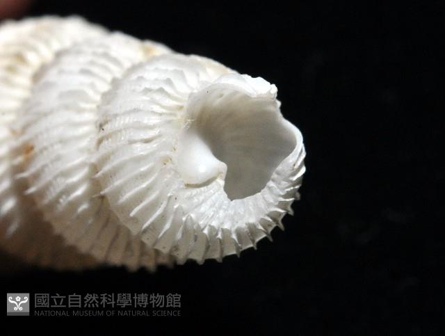新種綺螄螺藏品圖，第6張