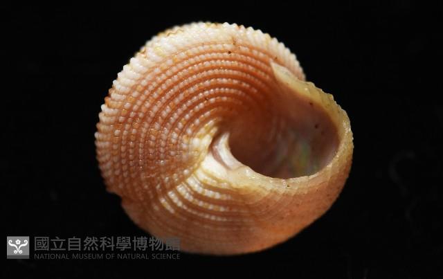 甲上鐘螺藏品圖，第6張