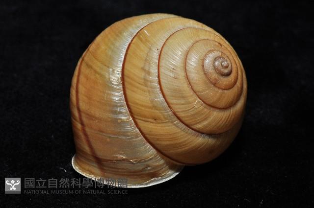 金崙栗蝸藏品圖，第6張