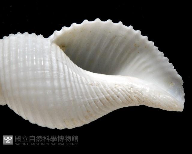 琉球峨螺藏品圖，第6張