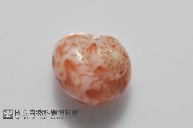 夏伊拉蠑螺藏品圖，第6張