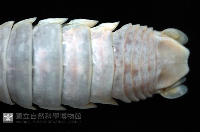 未知種紡錘水虱藏品圖，第6張