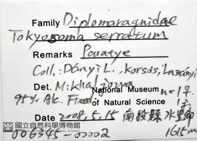 鋸齒東京泡馬陸藏品圖，第6張