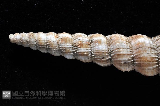 火燄海螄螺藏品圖，第6張