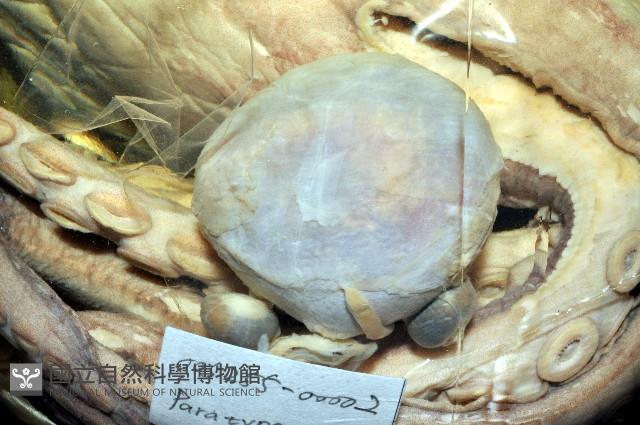 臺灣小孔蛸藏品圖，第6張