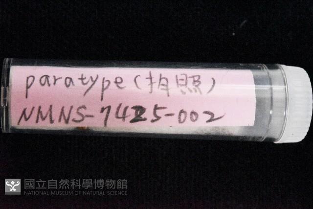 知本錐塔螺藏品圖，第6張