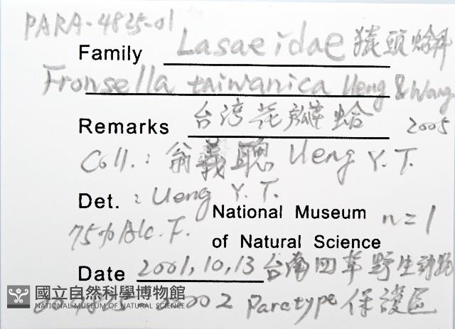 臺灣花瓣蛤藏品圖，第6張