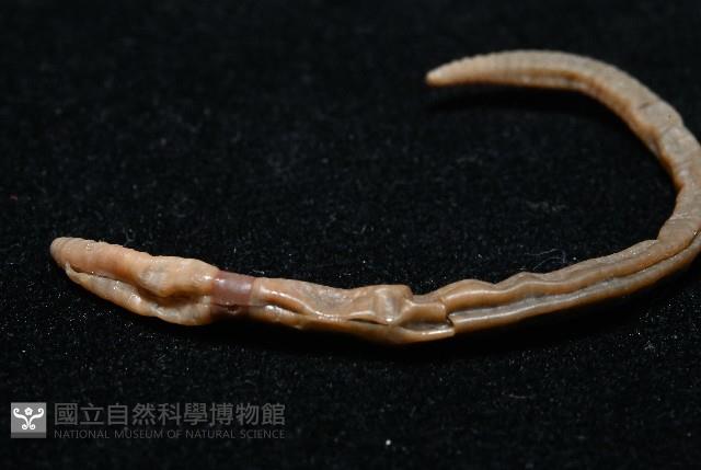 墾丁遠環蚓藏品圖，第6張