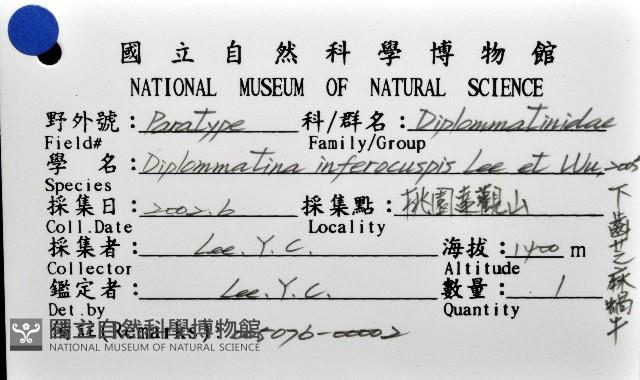 下齒芝麻蝸牛藏品圖，第6張