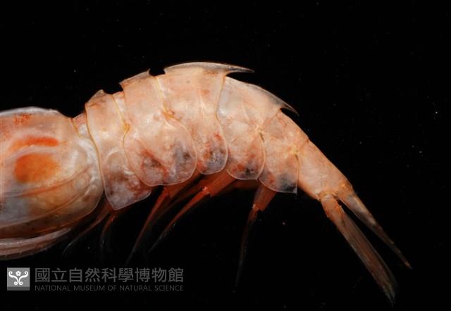 思氏不對稱鰓虱藏品圖，第6張