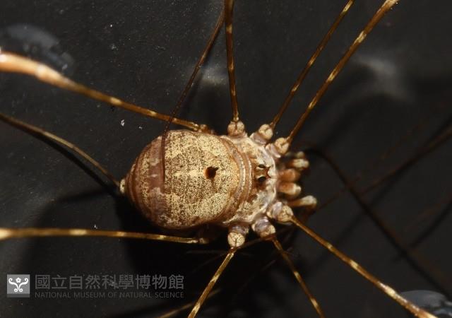 登錄號:007926-00002藏品圖，第6張