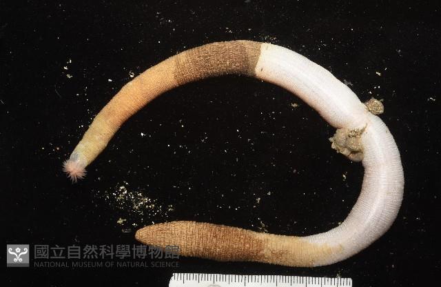 未知種管體星蟲藏品圖，第6張
