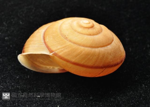 鱗高腰蝸牛(鱗菱蝸牛)藏品圖，第6張