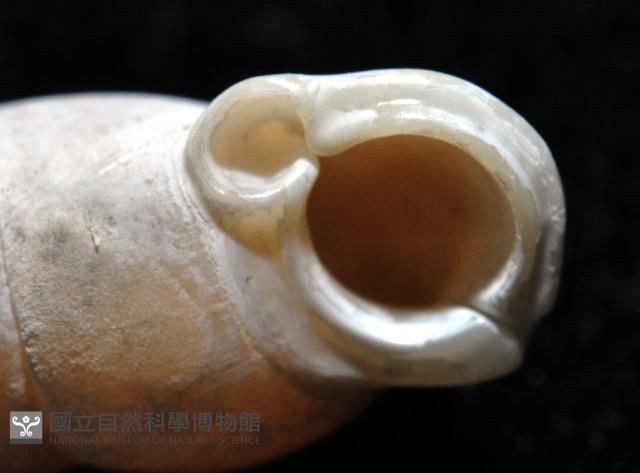 梅山豆蝸牛藏品圖，第6張