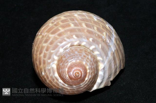 鶉螺藏品圖，第6張