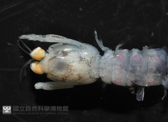 濱海幼嫩蝦蛄藏品圖，第6張