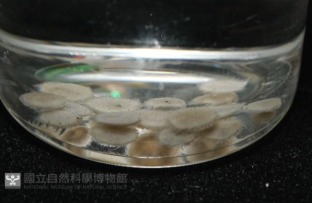 馬氏海錢(馬氏扣海膽)藏品圖，第6張