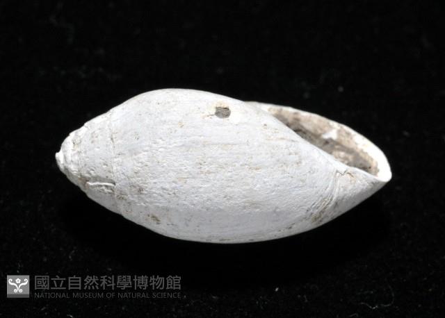 中華大耳螺藏品圖，第6張