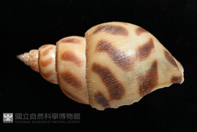 象牙鳳螺藏品圖，第6張