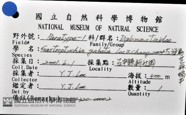 左旋扁芝麻蝸牛藏品圖，第6張