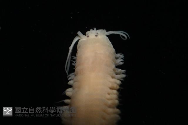 和美闊沙蠶藏品圖，第6張