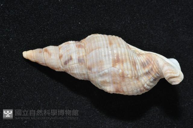 黑野峨螺藏品圖，第6張