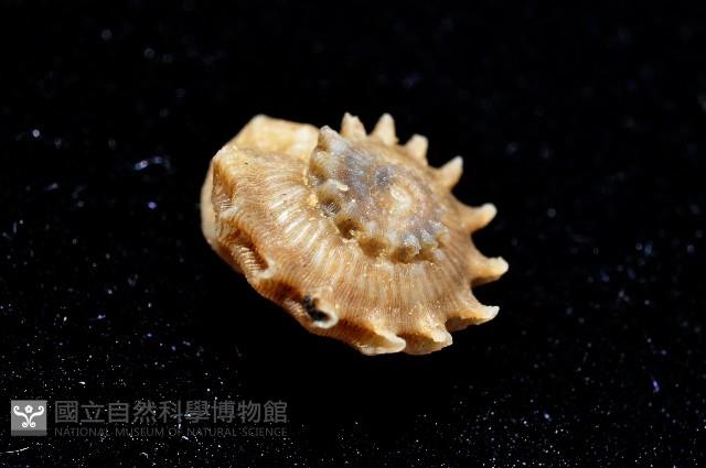 百夫長花冠螺藏品圖，第6張