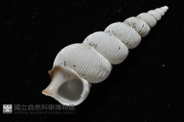 臺灣海螄螺藏品圖，第6張