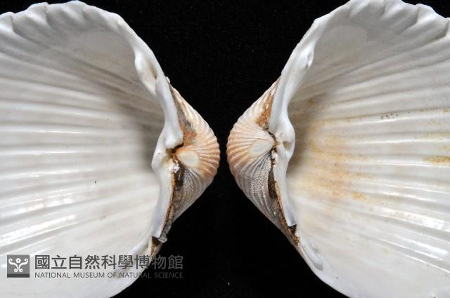 歐洲鳥尾蛤藏品圖，第6張