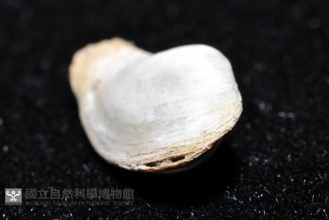 臺灣波浪蛤(新種)藏品圖，第6張