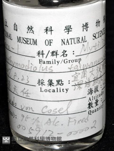 臺灣深海殼菜蛤藏品圖，第6張