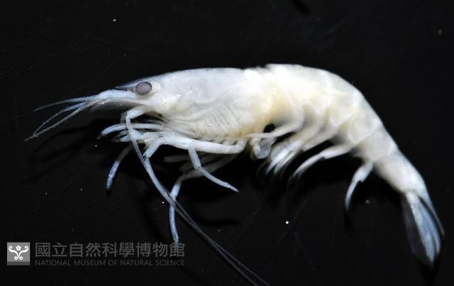 赤崁新米蝦藏品圖，第6張