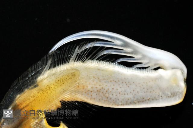 斷脊似口蝦蛄藏品圖，第6張
