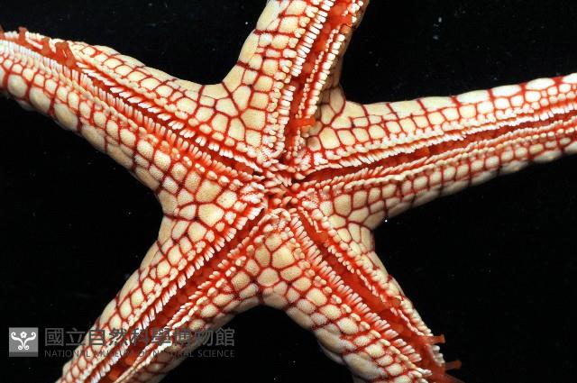 單鏈蛇星(珠鏈單鰓海星)藏品圖，第6張