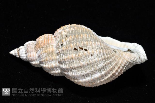 巨核螺藏品圖，第6張