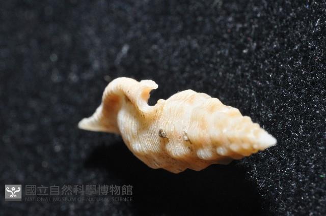 奧利佛捲管芋螺藏品圖，第6張