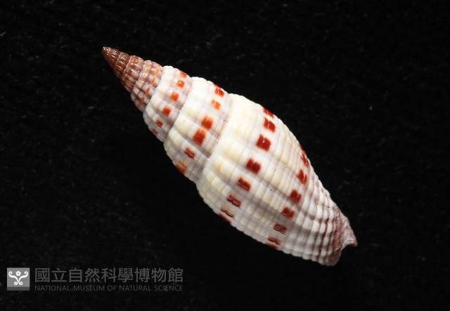 吸血蛹筆螺藏品圖，第6張