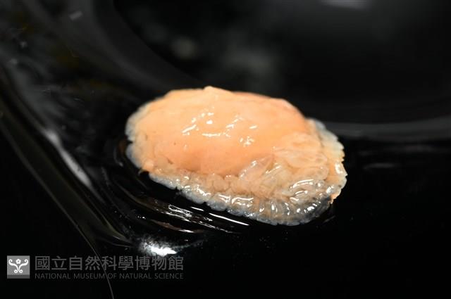 思氏不對稱鰓虱藏品圖，第6張