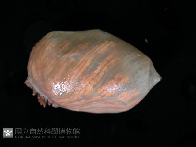 造殼海葵之一種藏品圖，第6張